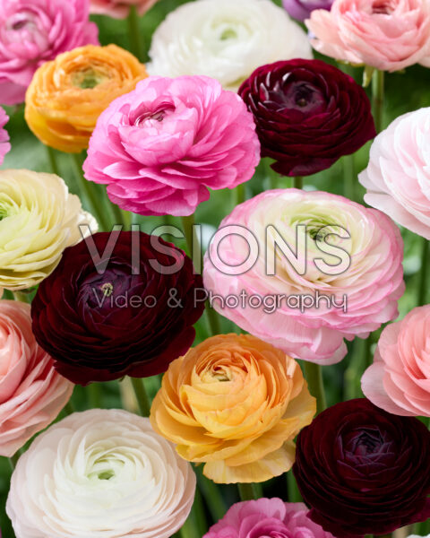 Ranunculus Clooney mix