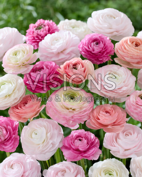 Ranunculus Clooney roze mix Ranunculus Clooney roze mix