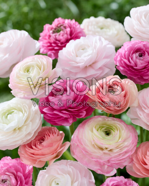 Ranunculus Clooney roze mix