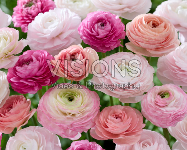 Ranunculus Clooney roze mix