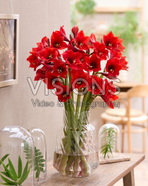 Hippeastrum in vase
