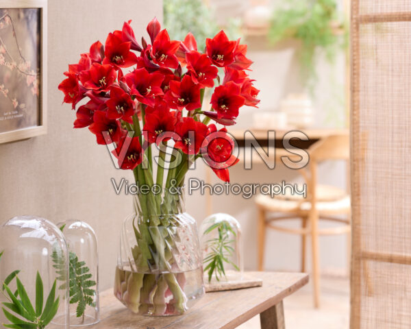 Hippeastrum in vase Hippeastrum in vase