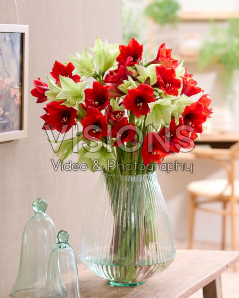 Hippeastrum in vase