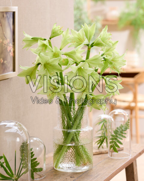 Hippeastrum in vase