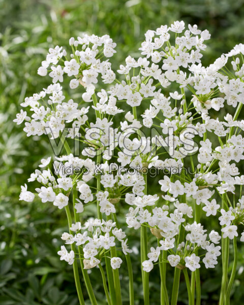 Allium neapolitanum Flocon Allium neapolitanum Flocon