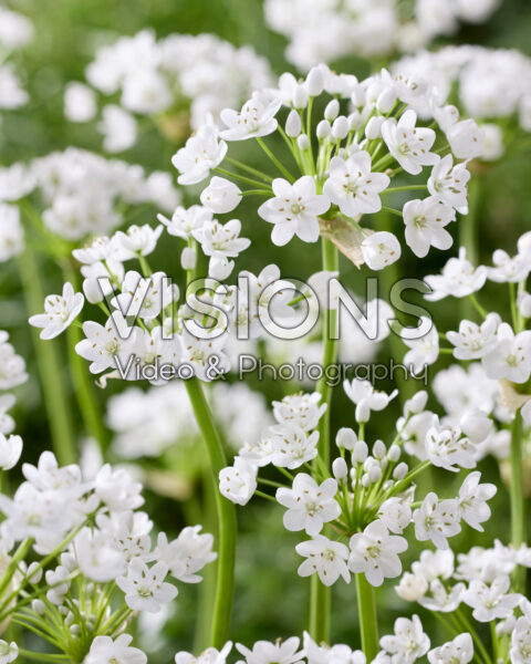 Allium neapolitanum Flocon Allium neapolitanum Flocon