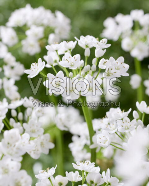 Allium neapolitanum Flocon