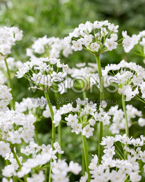 Allium neapolitanum Flocon