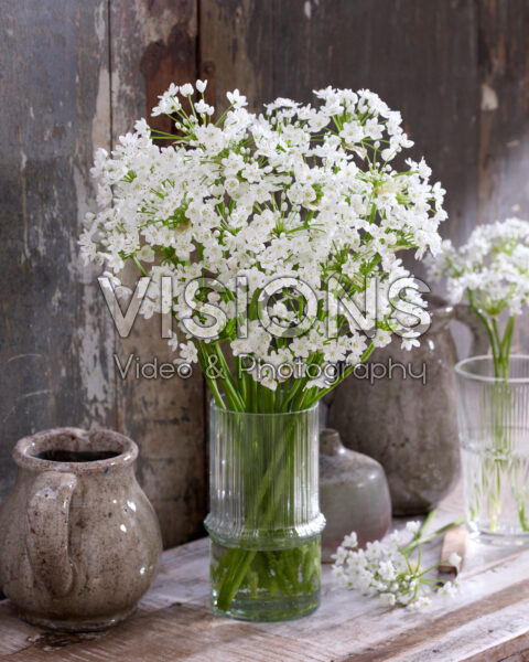 Allium neapolitanum Flocon