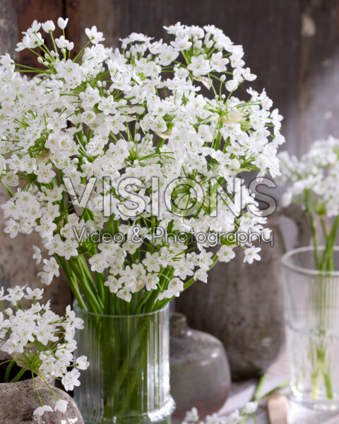 Allium neapolitanum Flocon Allium neapolitanum Flocon