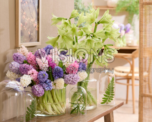 Hyacinthus and Hippeastrum in vase