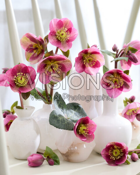 Helleborus Frostkiss Rhythm Pink in vaasjes