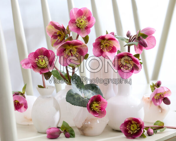 Helleborus Frostkiss Rhythm Pink in vases
