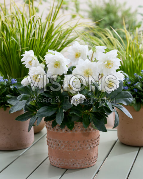 Helleborus niger Double