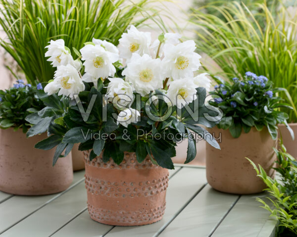 Helleborus niger Double