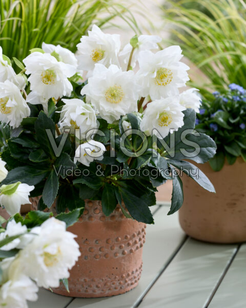 Helleborus niger Double