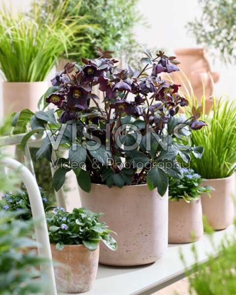 Helleborus orientalis Lucy