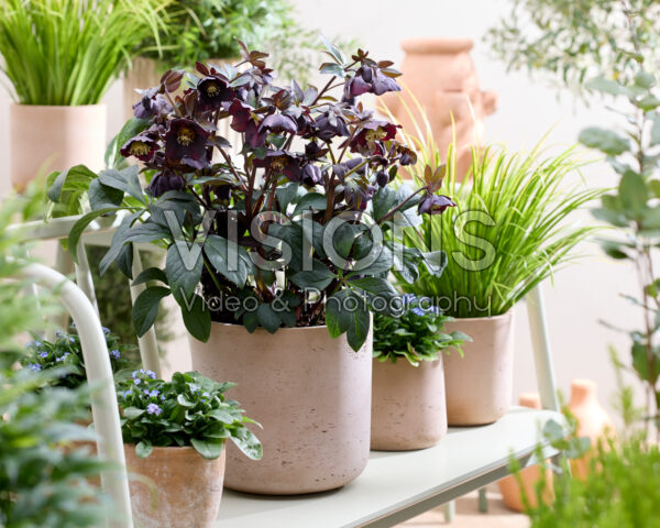 Helleborus orientalis Lucy