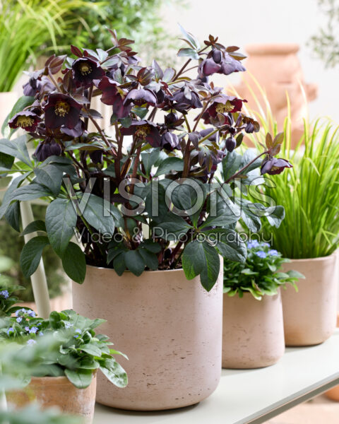 Helleborus orientalis Lucy