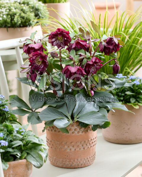 Helleborus orientalis Elise