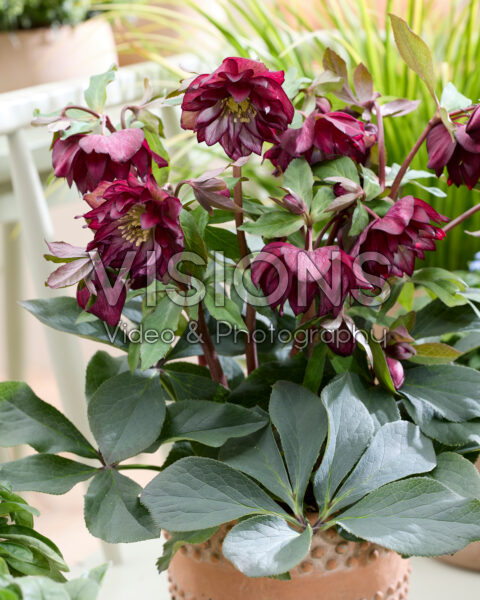 Helleborus orientalis Elise Helleborus orientalis Elise