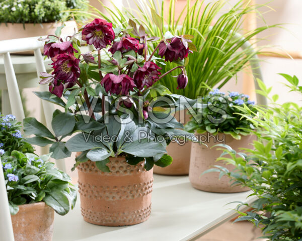 Helleborus orientalis Elise Helleborus orientalis Elise