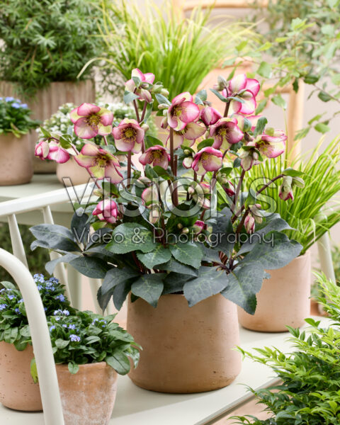 Helleborus Frostkiss Magico