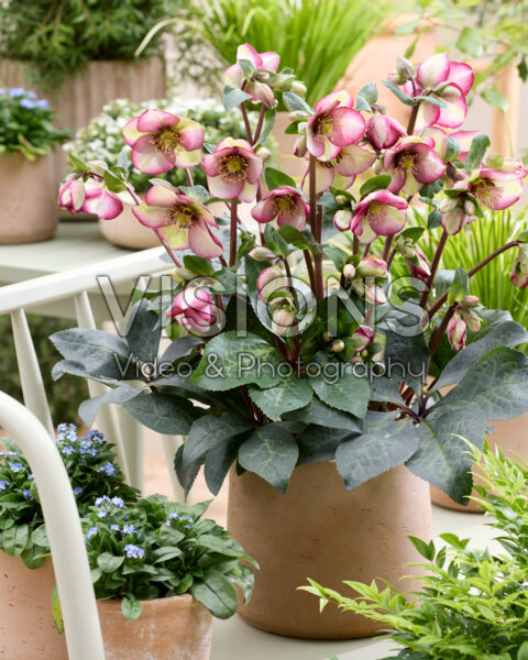 Helleborus Frostkiss Magico