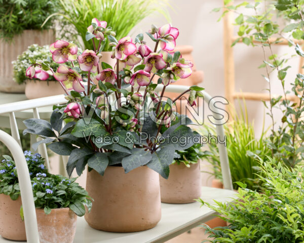 Helleborus Frostkiss Magico Helleborus Frostkiss Magico