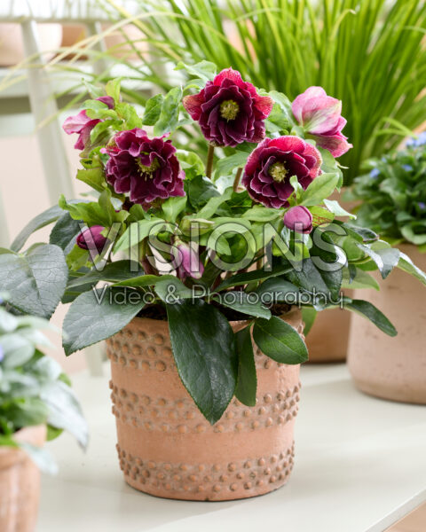 Helleborus orientalis Rubina