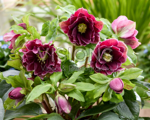 Helleborus orientalis Rubina