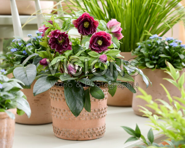 Helleborus orientalis Rubina Helleborus orientalis Rubina