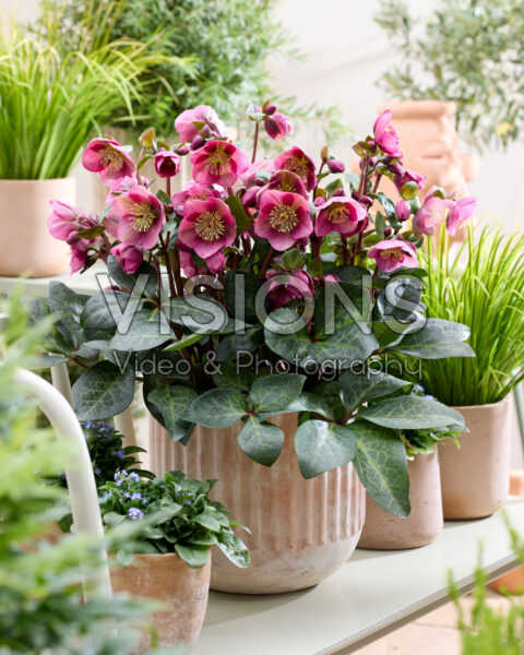 Helleborus frostkiss Rhythm Pink