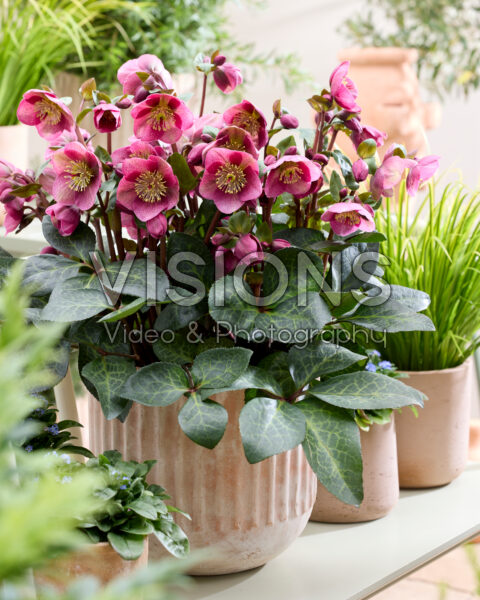 Helleborus frostkiss Rhythm Pink