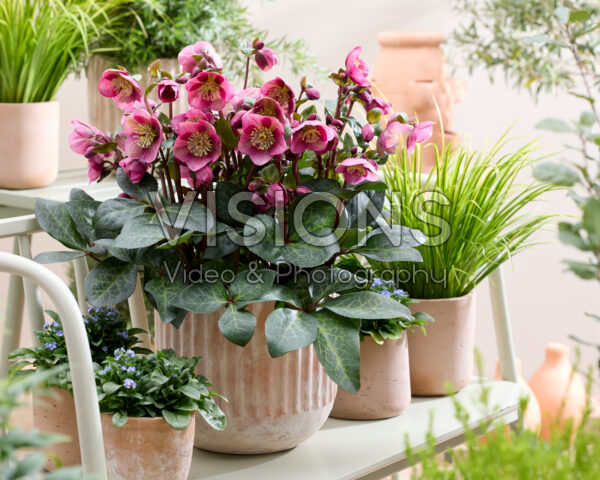 Helleborus frostkiss Rhythm Pink