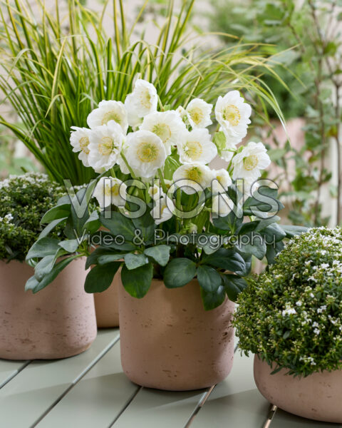 Helleborus niger Bright Star