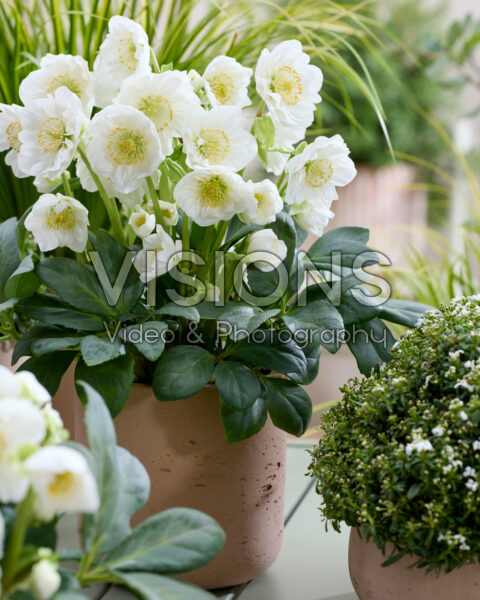 Helleborus niger Bright Star Helleborus niger Bright Star