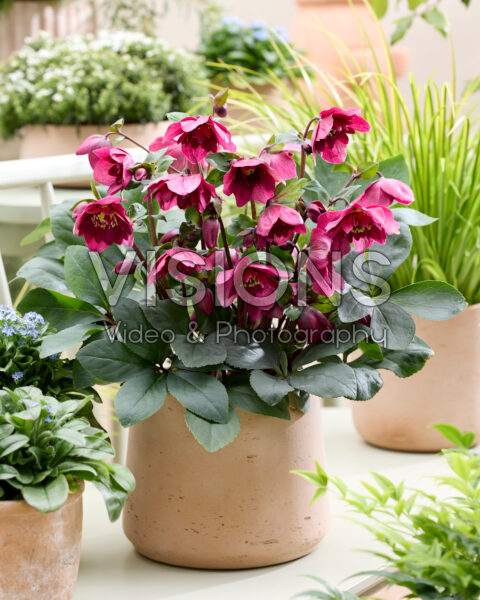 Helleborus orientalis Jaëlla