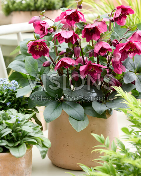 Helleborus orientalis Jaëlla