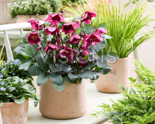 Helleborus orientalis Jaëlla