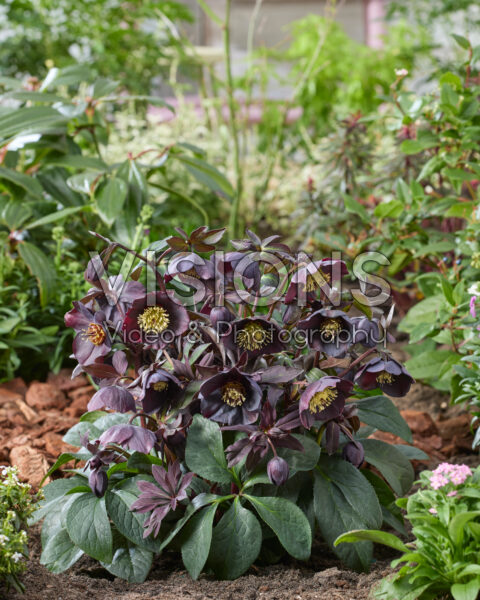 Helleborus orientalis Lucy