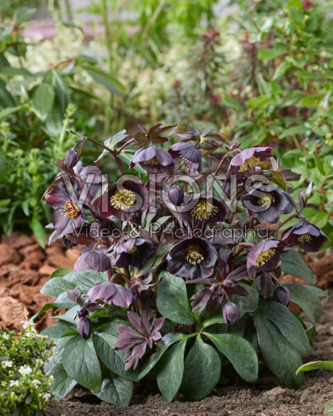 Helleborus orientalis Lucy