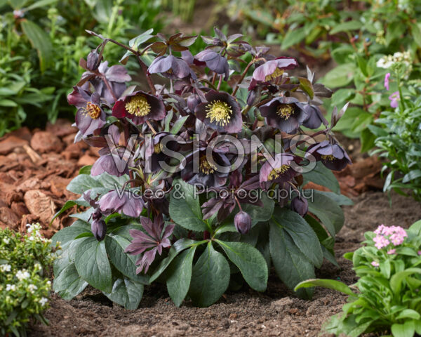 Helleborus orientalis Lucy Helleborus orientalis Lucy