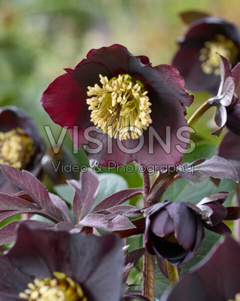 Helleborus orientalis Lucy