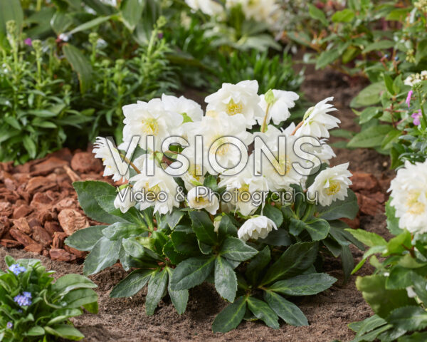 Helleborus niger Double
