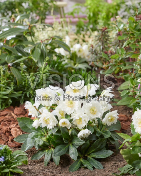 Helleborus niger Double