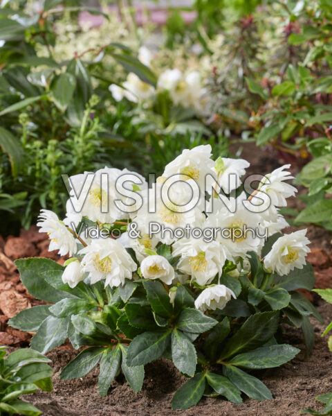Helleborus niger Double Helleborus niger Double