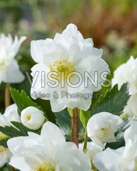 Helleborus niger Double