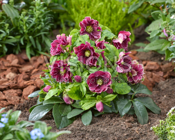 Helleborus orientalis Rubina