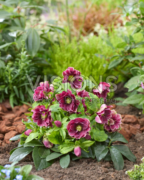 Helleborus orientalis Rubina